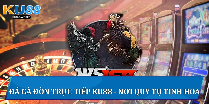 Đá Gà Đòn Trực Tiếp Trải Nghiệm Đỉnh Cao Đá Gà Tại Ku88 Đá gà đòn trực tiếp Ku88 - Nơi quy tụ tinh hoa