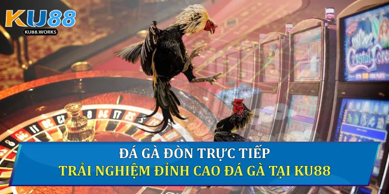 Đá Gà Đòn Trực Tiếp Trải Nghiệm Đỉnh Cao Đá Gà Tại Ku88 Đá gà đòn trực tiếp